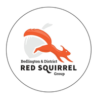 Bedlington and District Red Squirrel Group