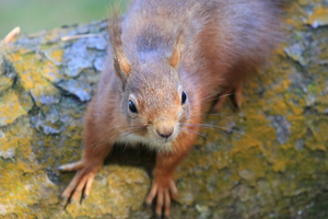 Cramlington and District Red Squirrel Group